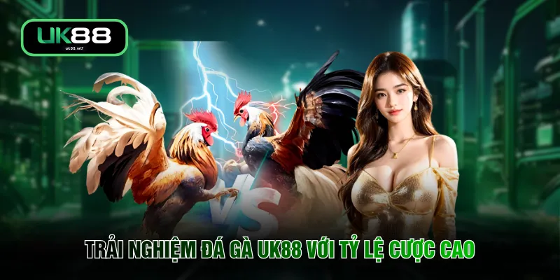 Trải nghiệm đá gà UK88 với tỷ lệ cược cao
